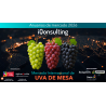 Anuario Uva de Mesa 2026